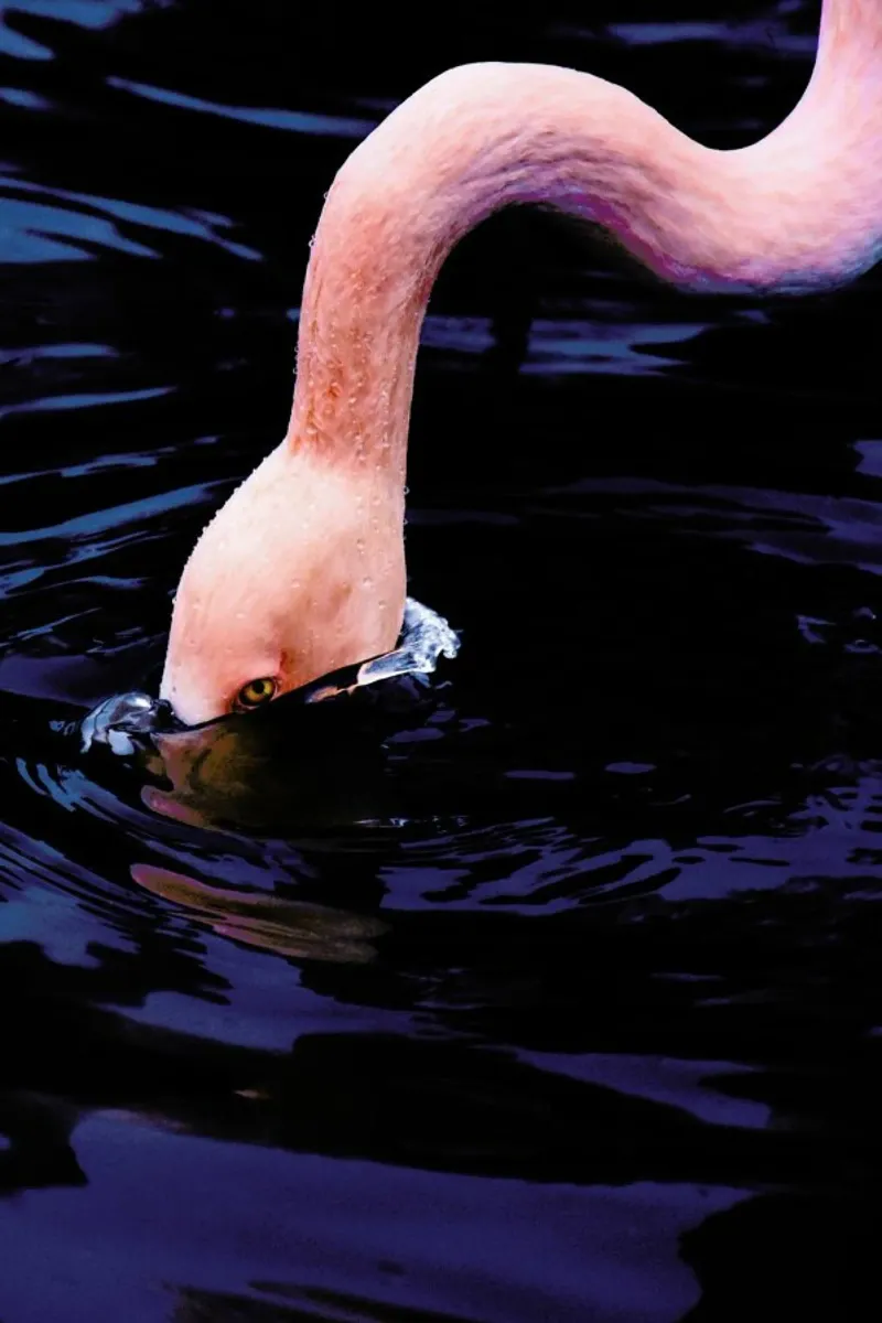 Taking The Plunge @happyfox_photos pellicola backlit da EyeEm Mobile GmbH
