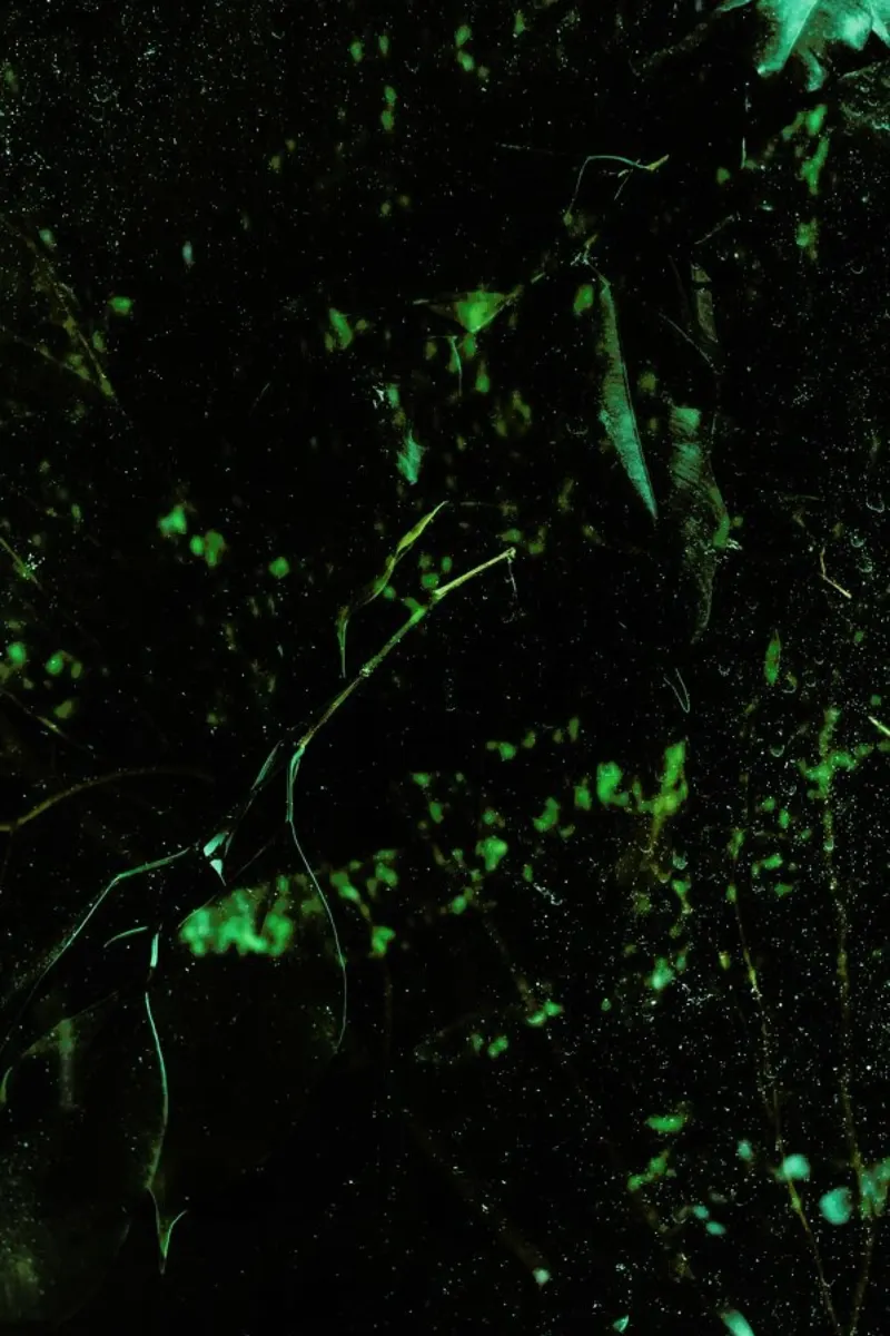 Abstract Greens pellicola backlit da Sebastian Hilgetag