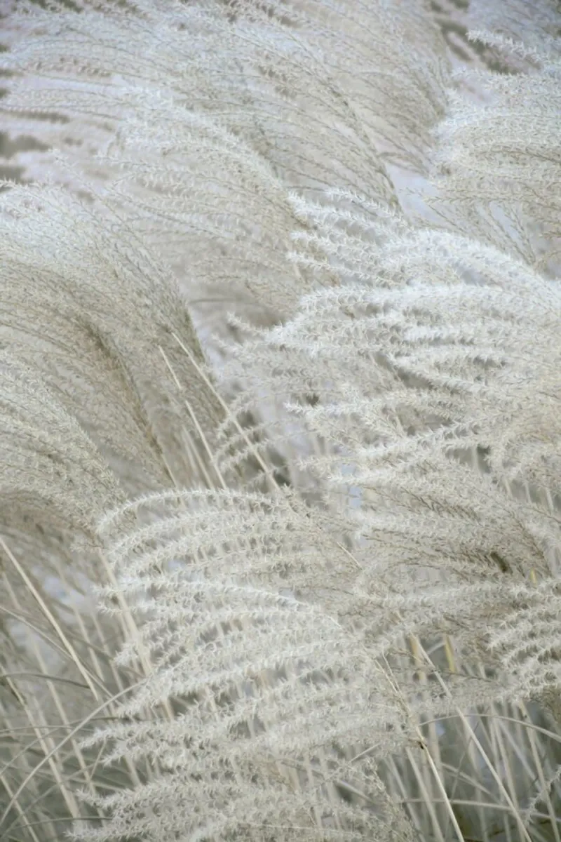 White Beige Boho Dreams pellicola backlit da Studio Nahili