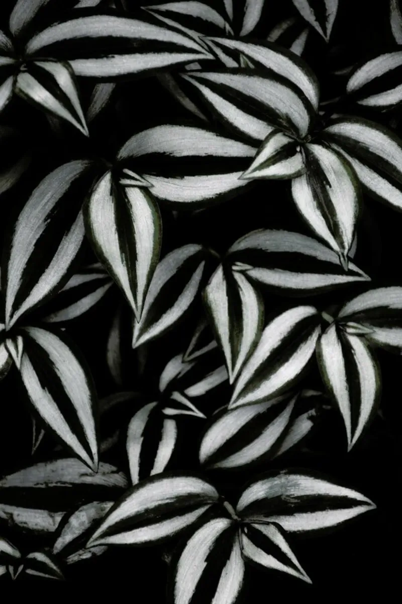 Botanical Cebra Leafs pellicola backlit da Studio Nahili