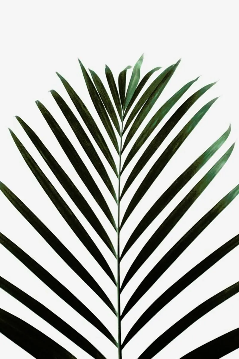 Minimal Palm Leaf pellicola backlit da Studio Nahili