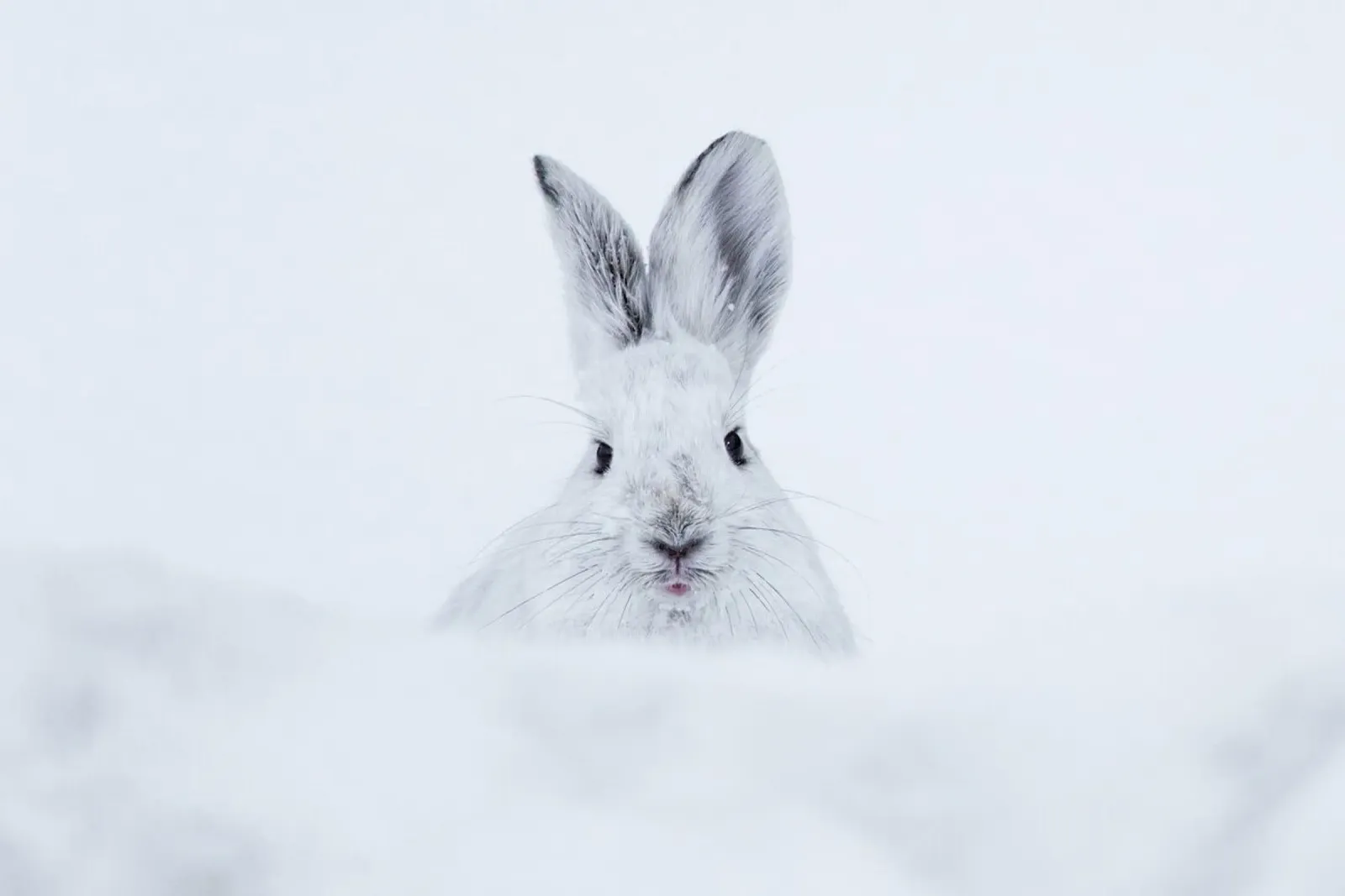 Rabbit in the Snow poster da EyeEm Mobile GmbH