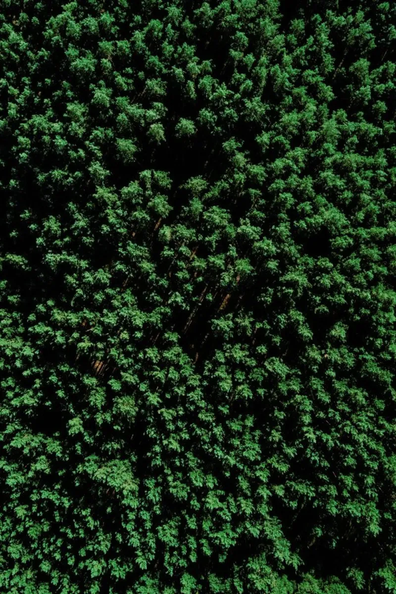 Tree Pattern backlit film by Sebastian Hilgetag
