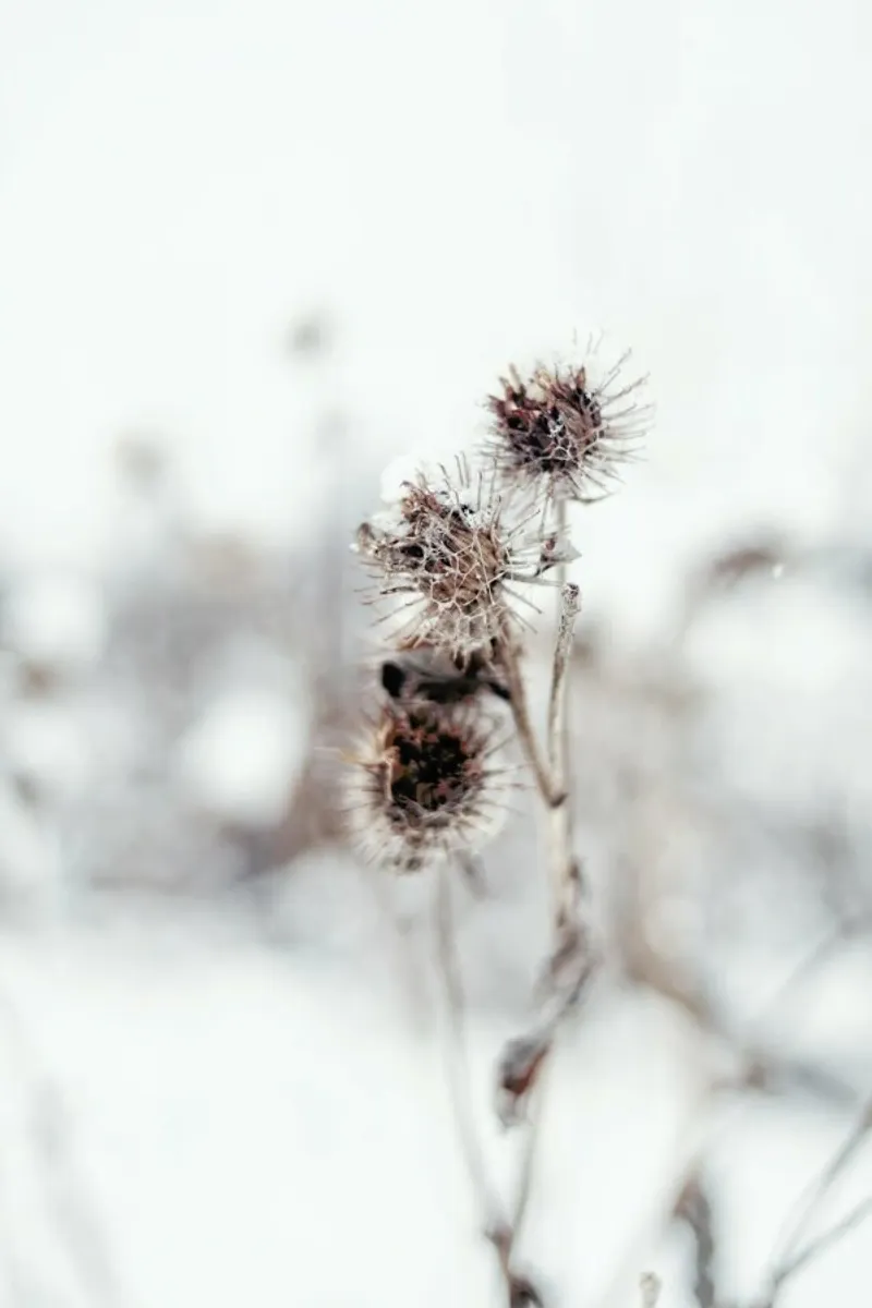 Thistle pellicola backlit da EyeEm Mobile GmbH