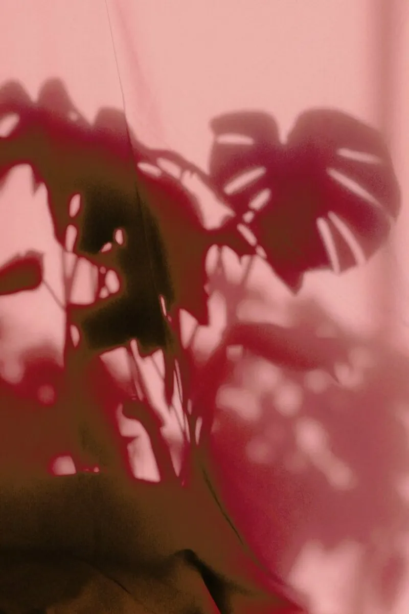 Monstera Shadow @sotirisbougas pellicola backlit da EyeEm Mobile GmbH