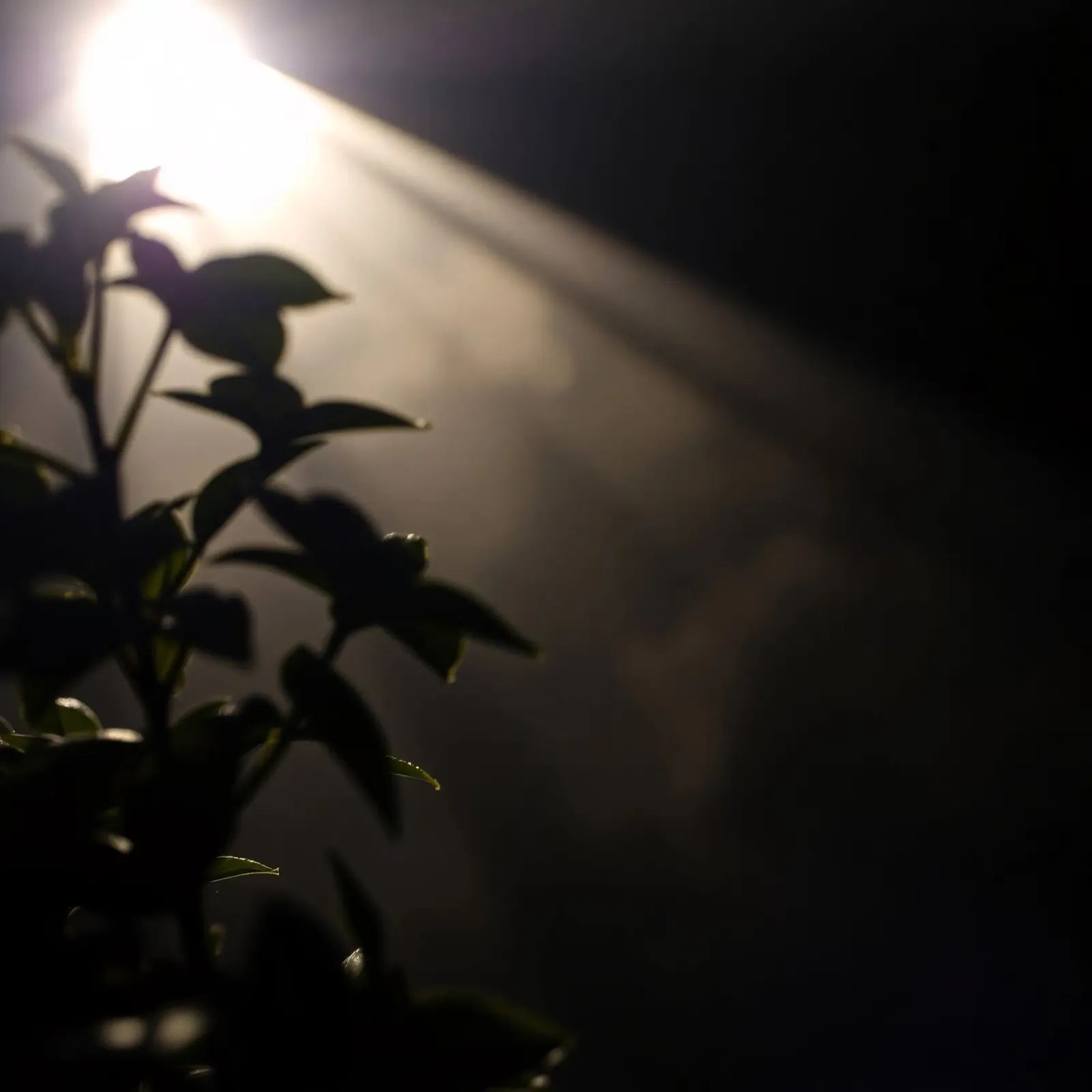 La luce attraversa l'oscurità, illuminando una pianta pellicola backlit da DesignDoodle