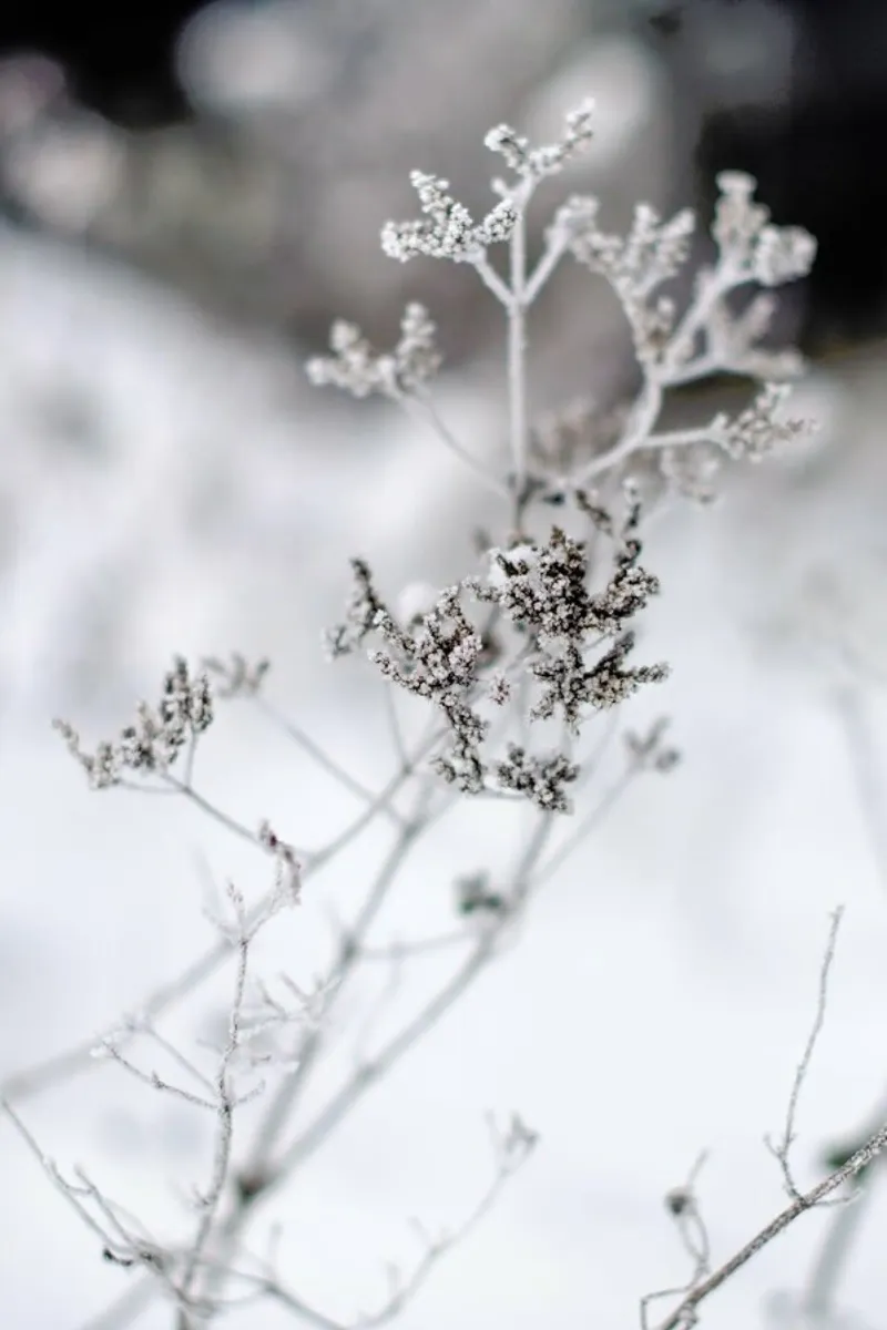 Frozen Thistle II pellicola backlit da EyeEm Mobile GmbH