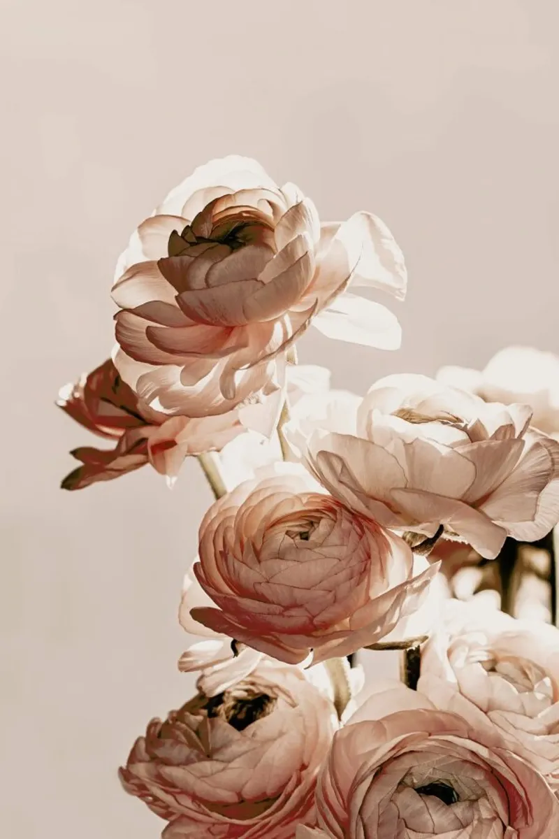 Ranuncolo della danza dei fiori poster con telaio in alluminio da Monika Strigel