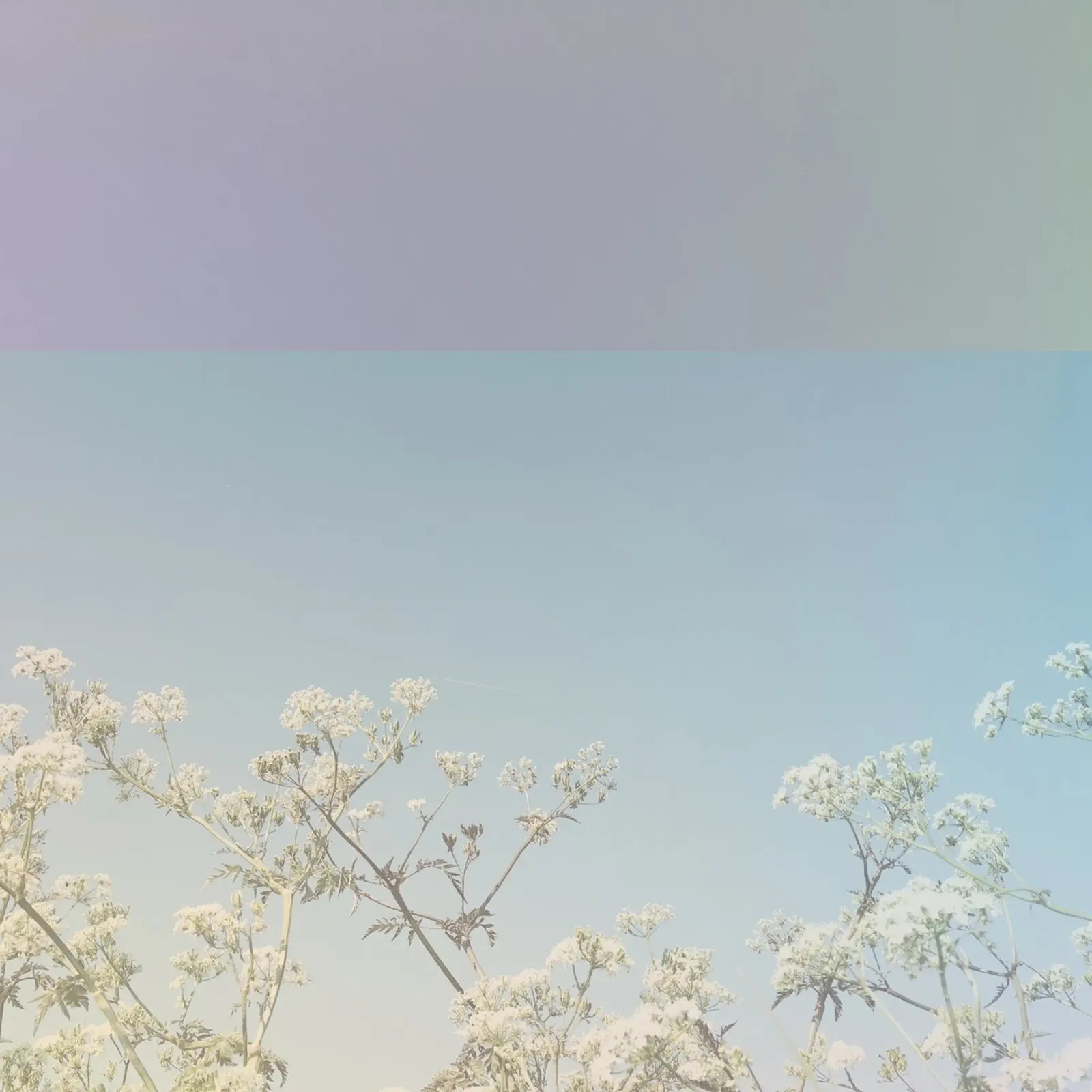 Fiori astratti pellicola backlit da Cassia Beck Photography