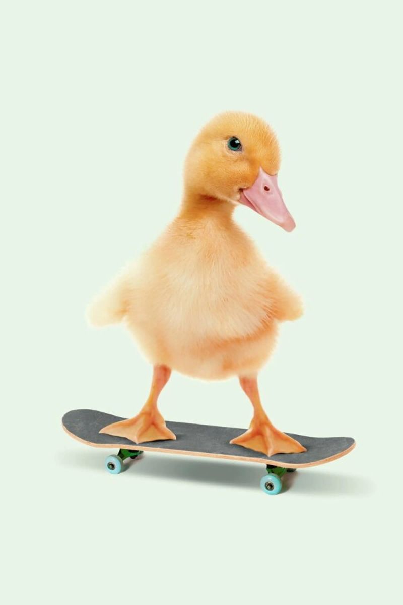 Skateboarding Duck alluminio dibond da Jonas Loose