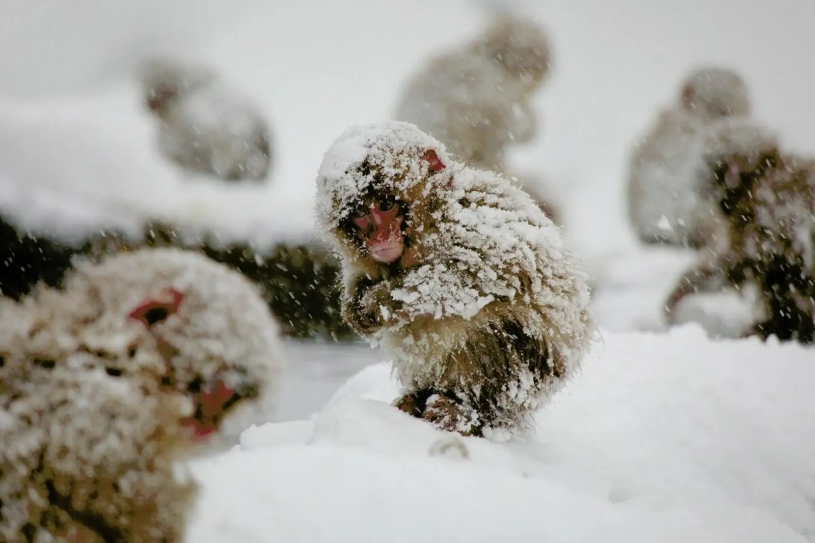 Japanese Macaque pellicola backlit da EyeEm Mobile GmbH