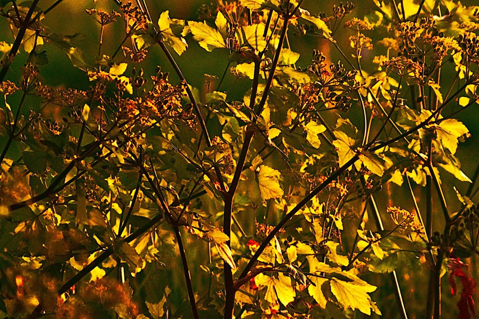 FAA316 Goud in de bladeren. canvas met Baklijst van Thierry vobmann photography