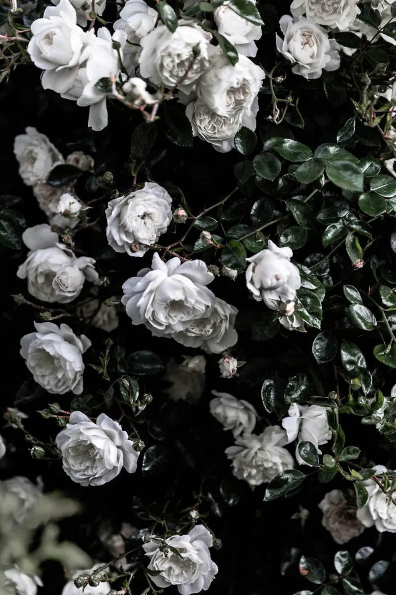 Roses 1 plexiglass da Mareike Böhmer Photography