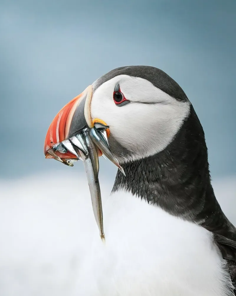 Puffin pellicola backlit da Tom's Wildlife