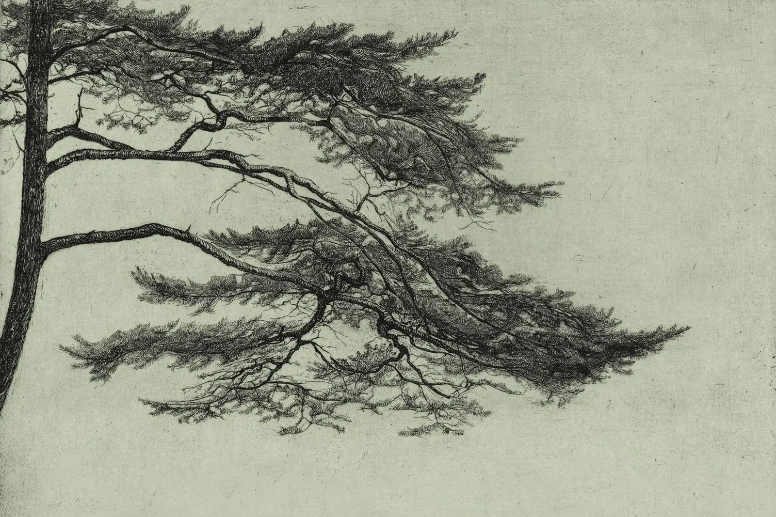 Sage Green Pine Tree Branch pellicola backlit da apoloprints