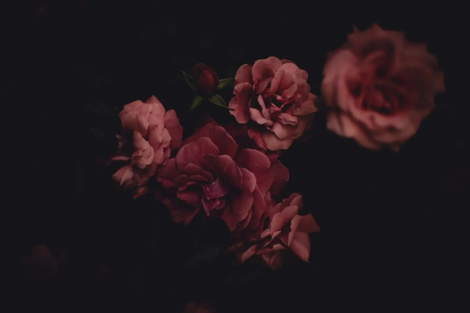 Roses #1 pellicola backlit da Jule Shnc
