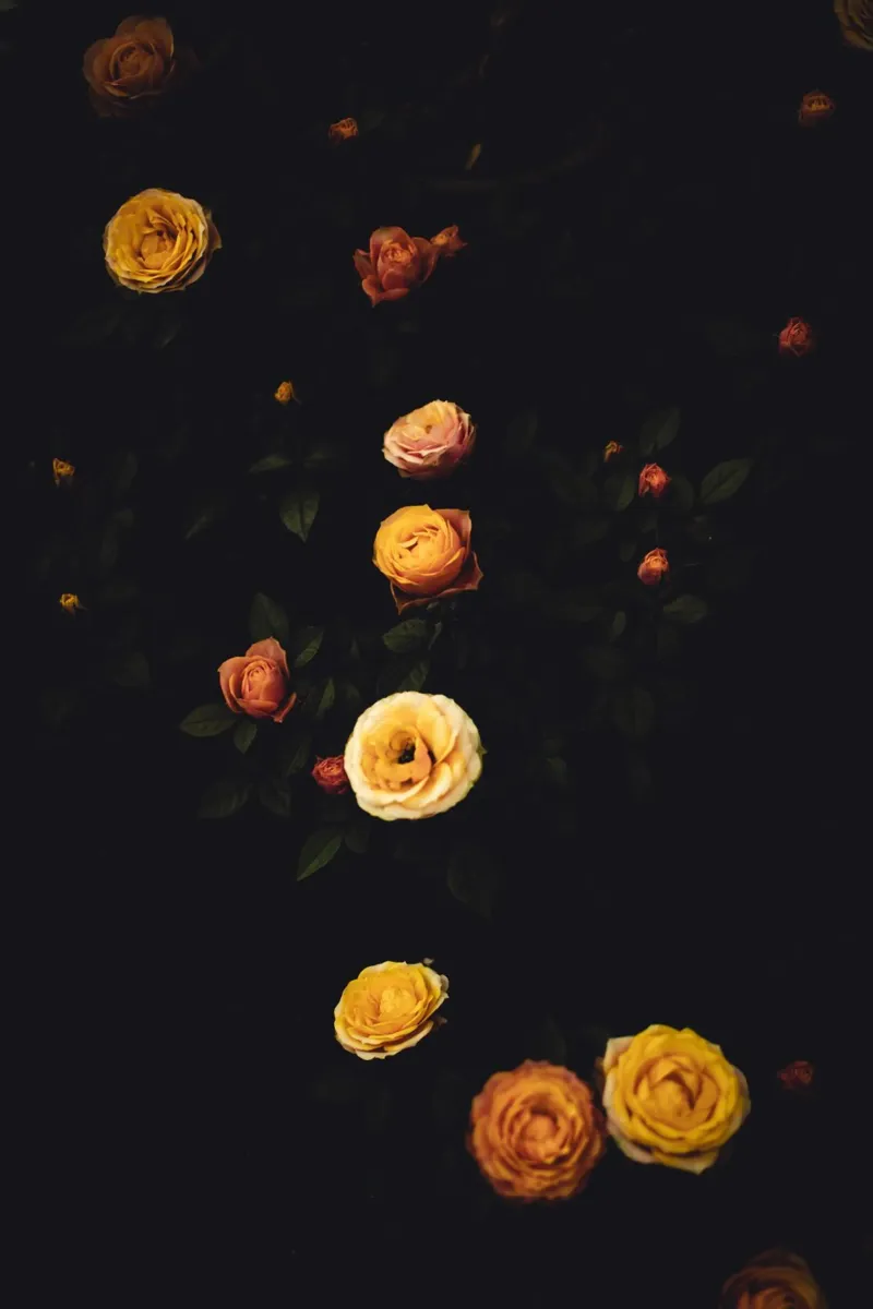 Roses #2 poster with aluminum frame by Jule Shnc