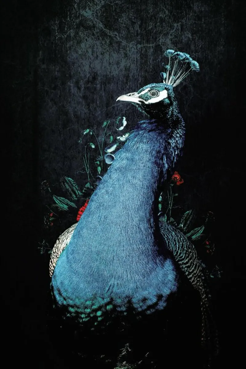 Peacock 2 pellicola backlit da Wouter Rikken