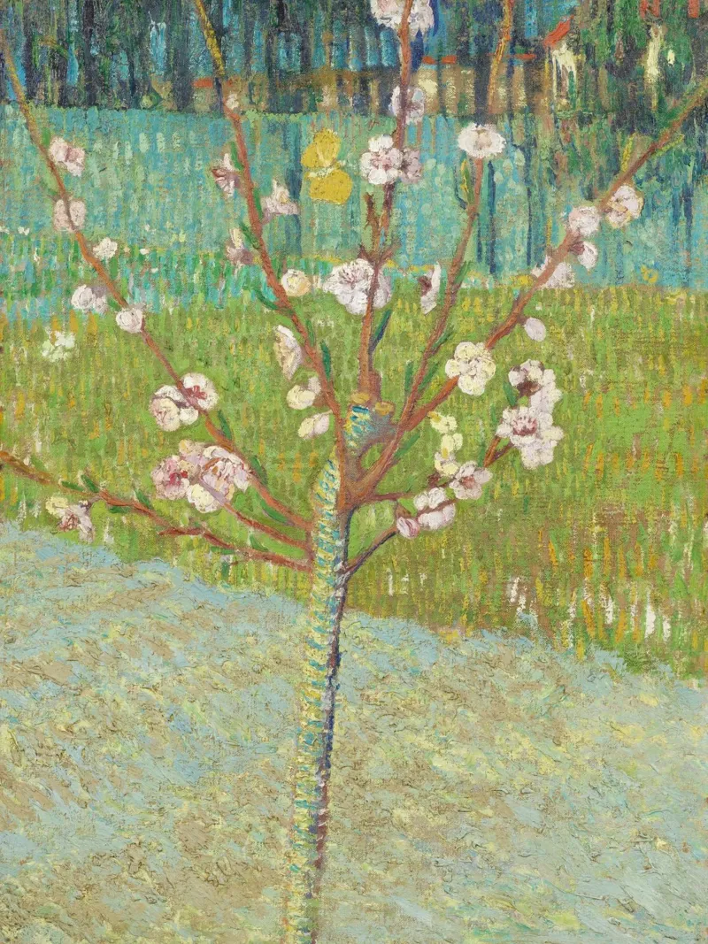 "Pesco in fiore" di Vincent van Gogh carta hahnemühle da Venus Art