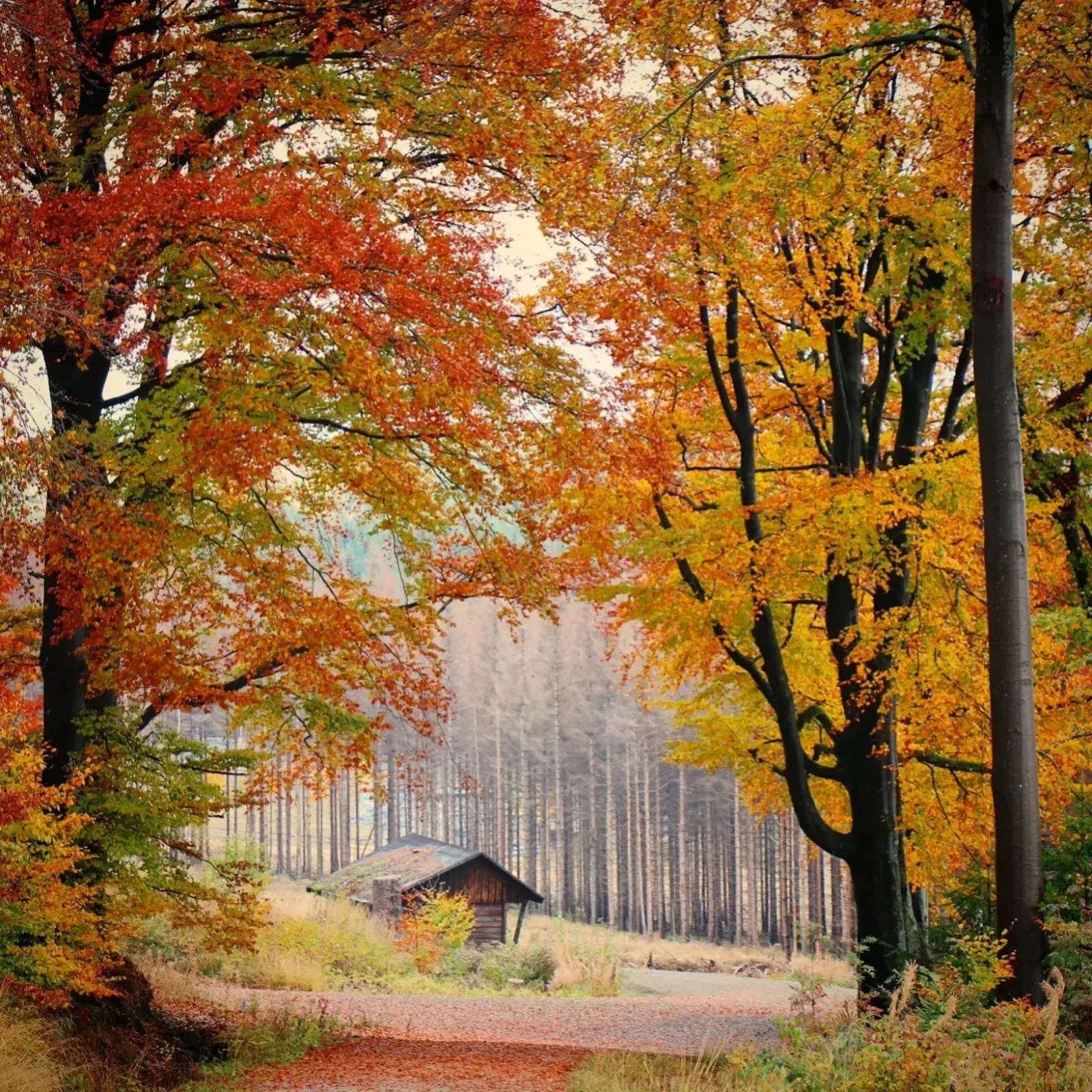 Autumn Forrest pannello forex da tausendunddrei