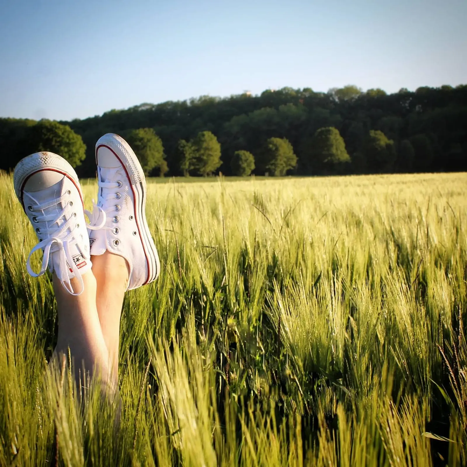 Wheat Field alluminio dibond da tausendunddrei