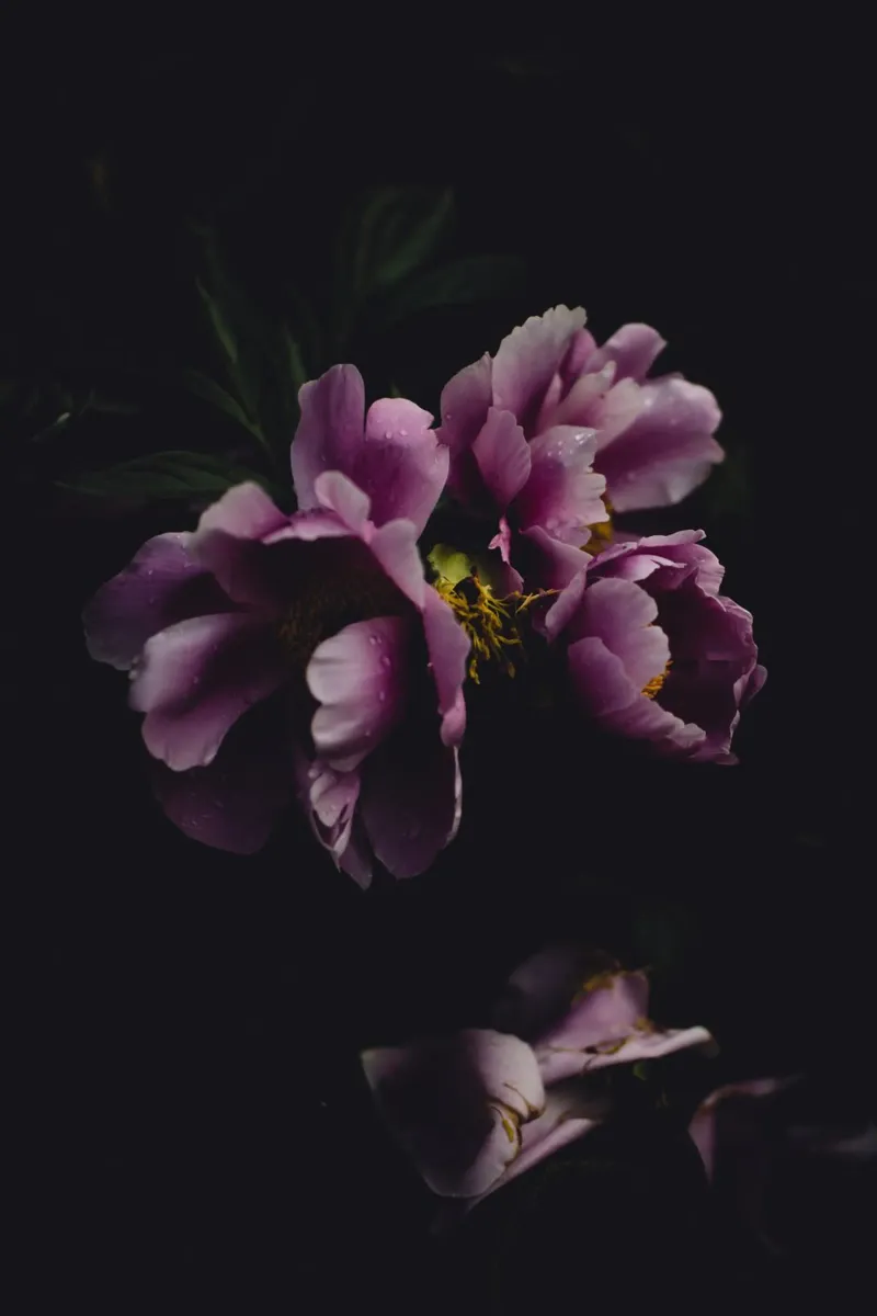 Peonia #1 plexiglass da Jule Shnc
