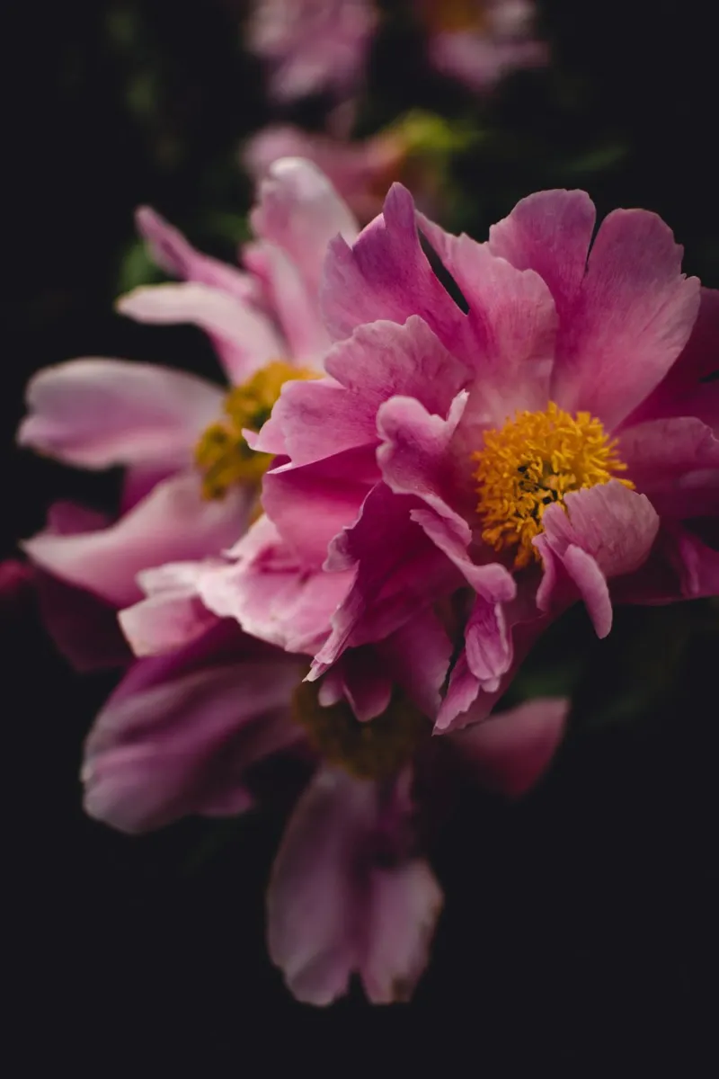 Peonia #2 carta hahnemühle da Jule Shnc