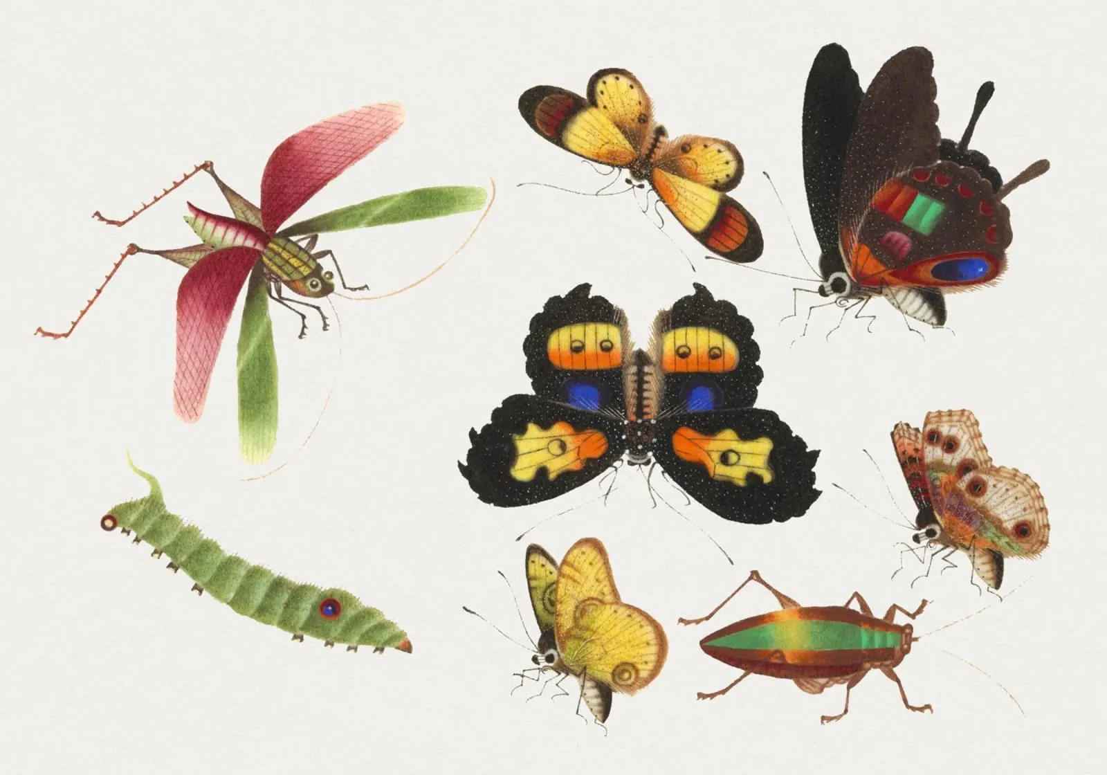 18e-eeuwse Chinese insectenstudie - vlinders en sprinkhanen poster van ClubArt