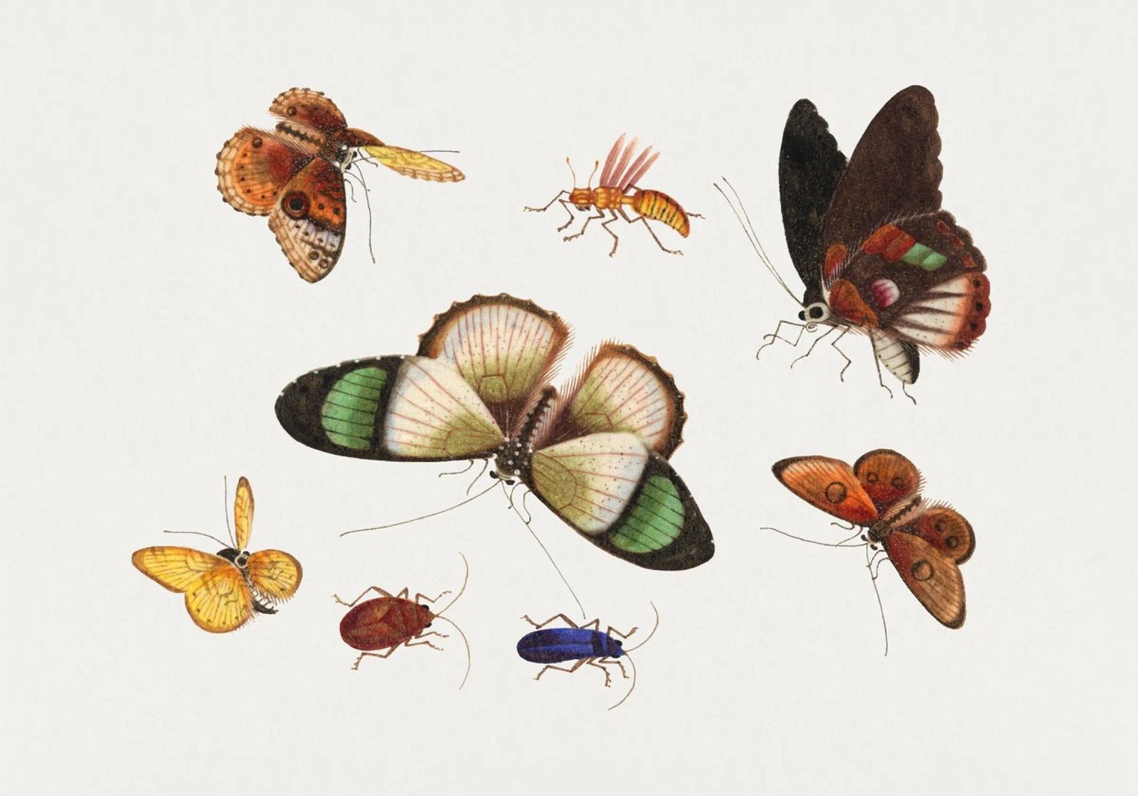 Chinesische Insektenzeichnung aus dem 18. Jahrhundert - Schmetterlinge und Käfer Poster von ClubArt