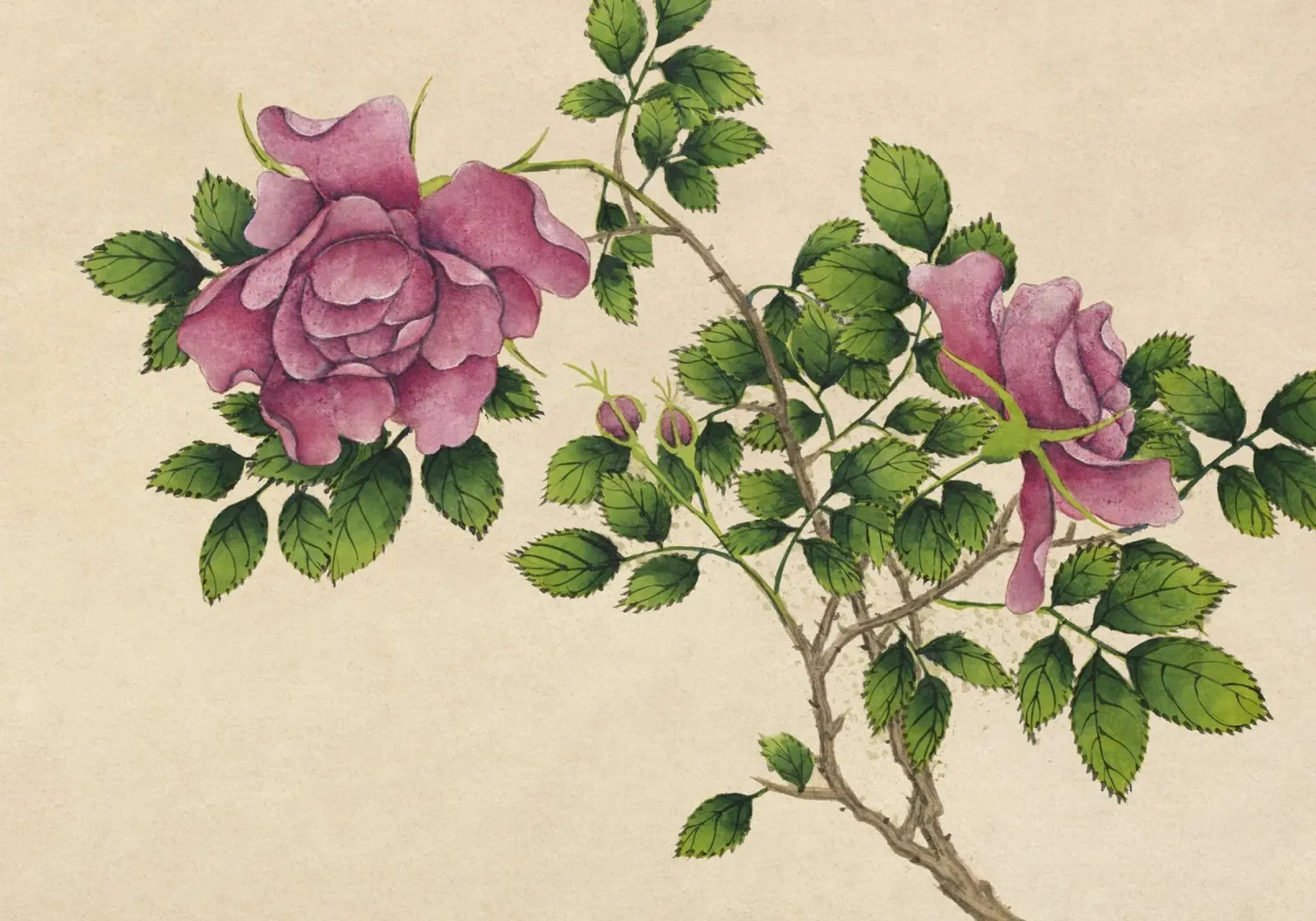 Zhang Ruoai - 18e-eeuwse Chinese botanische rozenkunst canvas met Baklijst van ClubArt