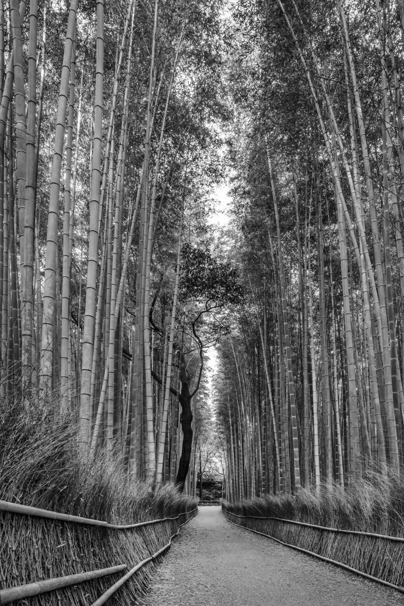 L'imponente foresta di bambù di Arashiyama in monocromia pellicola backlit da Melanie Viola