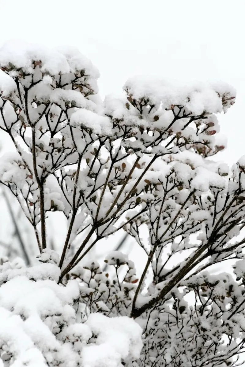 Snowy White Flower Branches pellicola backlit da Studio Nahili