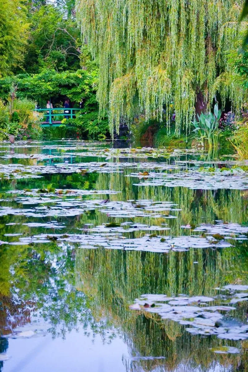 ninfee in una palude chiara claude monet pellicola backlit da belong shop