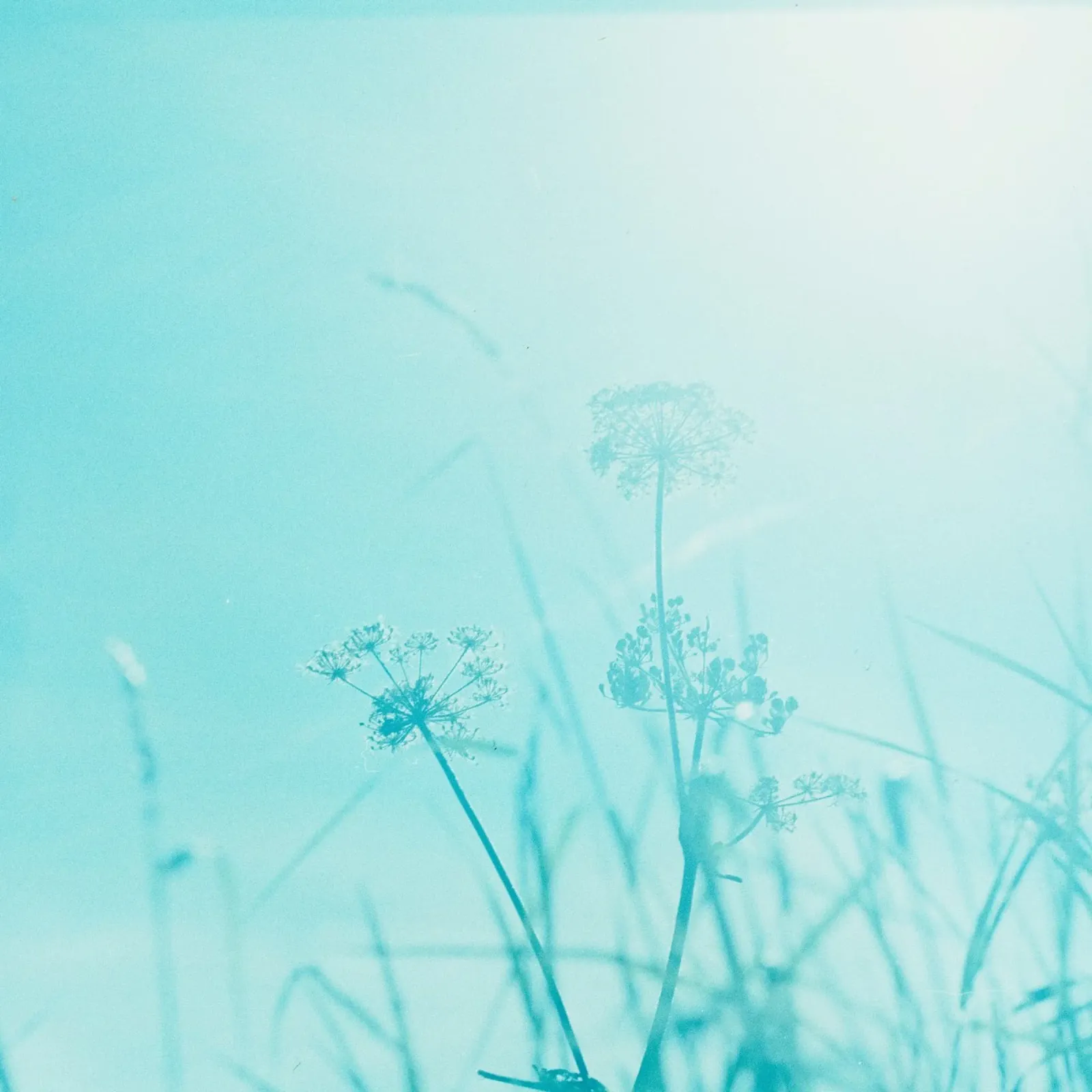 fiori selvatici cielo carta hahnemühle da Bleu