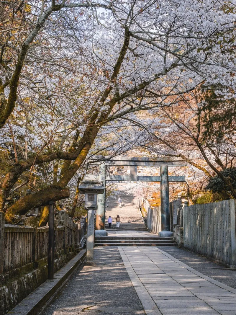 Fiori di ciliegio al santuario di Kotohira, Giappone poster con telaio in legno da Marcel Bisig