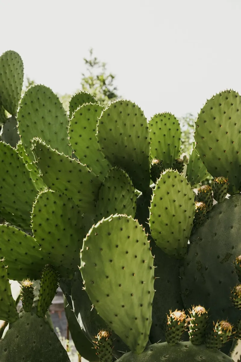Cactus in Calabria pellicola backlit da photolovers