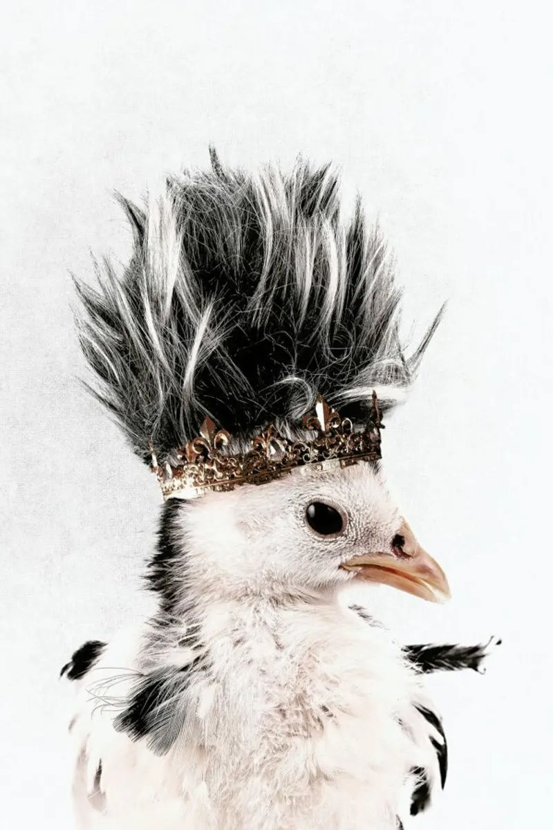 Little Chick pellicola backlit da Wouter Rikken