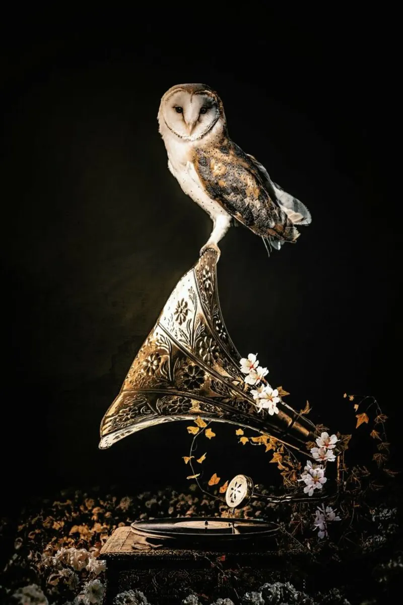 Grammophone Owl canvas met Baklijst van Wouter Rikken