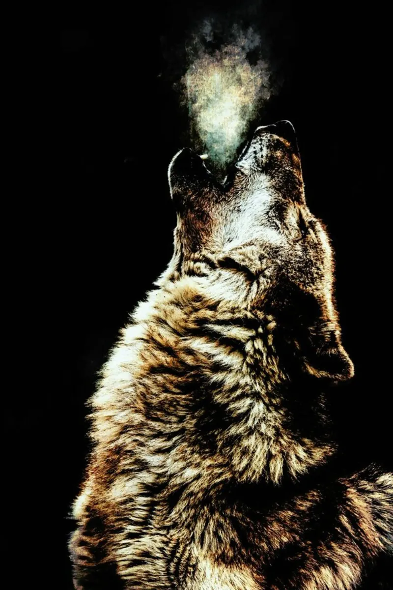 Howling Wolf pellicola backlit da Wouter Rikken