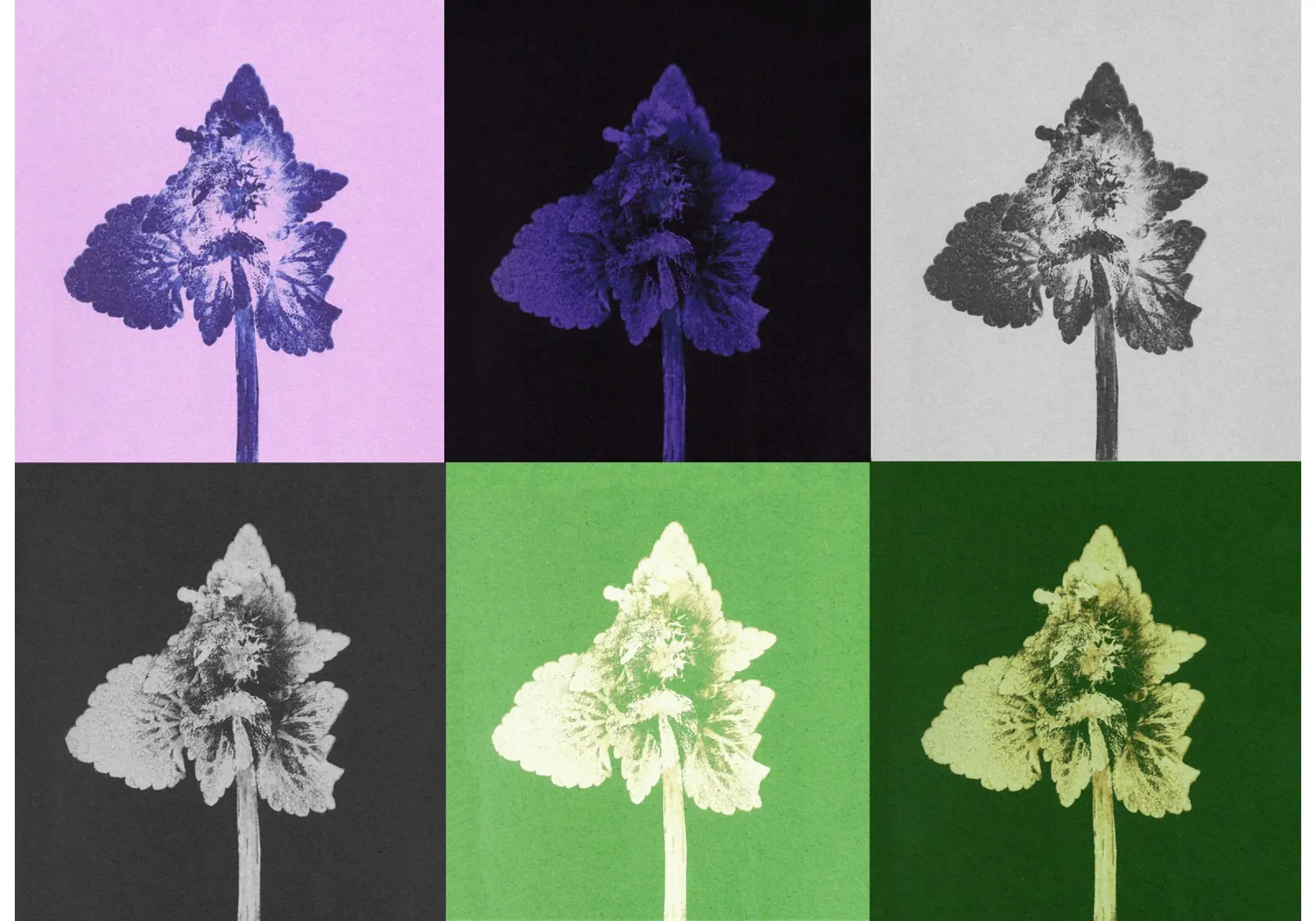 Impressioni botaniche | Puzzle di Lamium purpureum carta hahnemühle da Ivona Maris