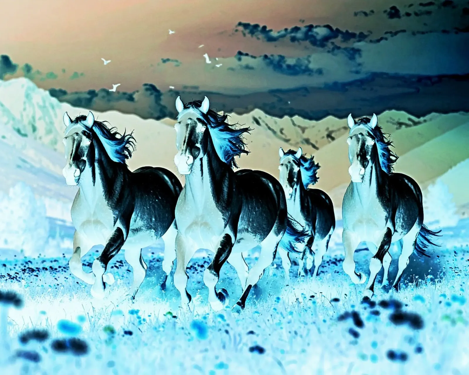 Quatre chevaux qui galopent. Nocturne bleu hahnemühle de Thierry vobmann photography