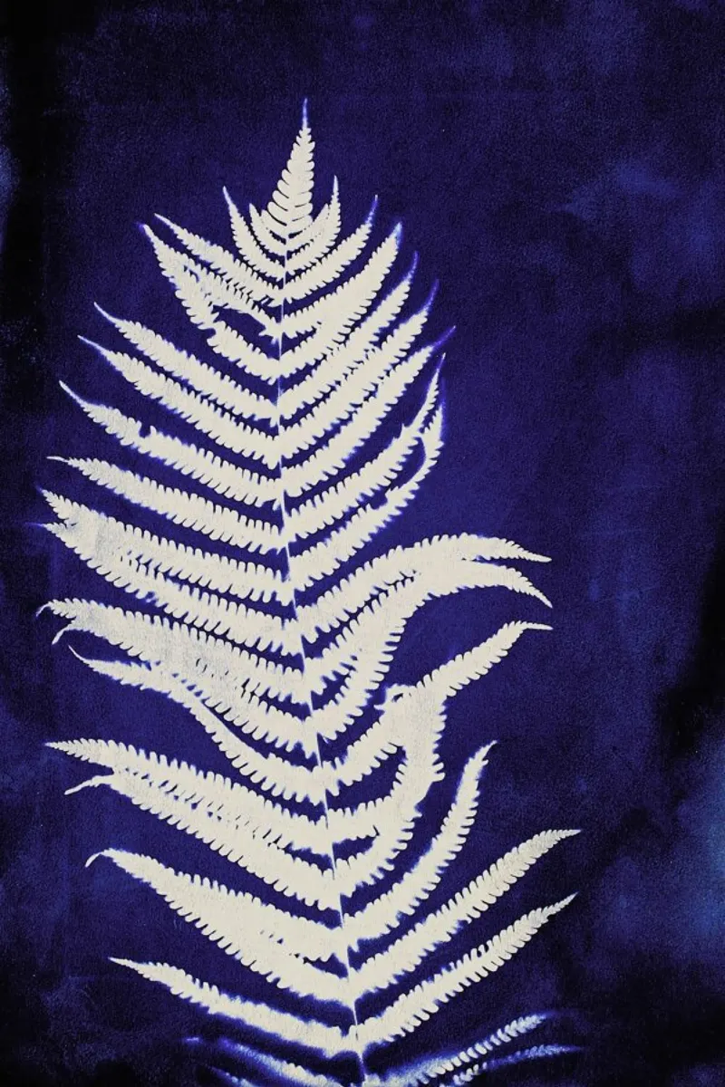 Fern On Blue pellicola backlit da Klaus with K