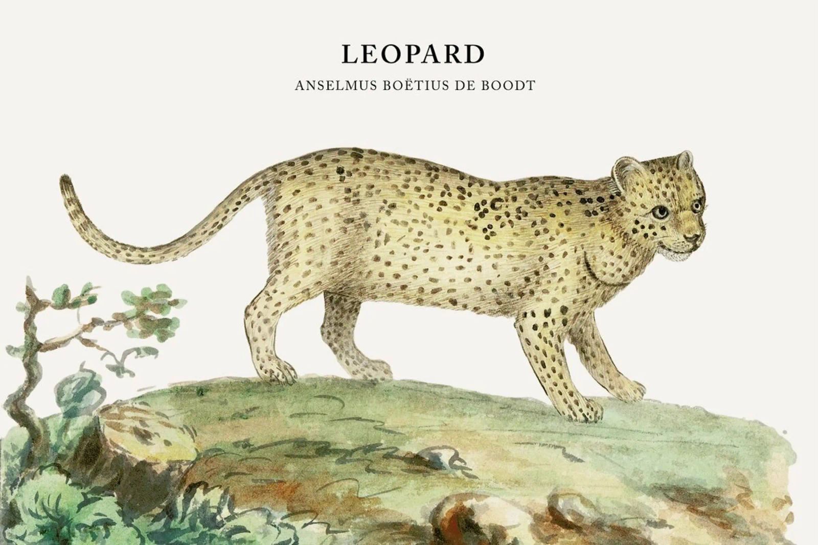 Anselmus Boëtius de Boodt - Leopard Poster von Vintage by JUNIQE
