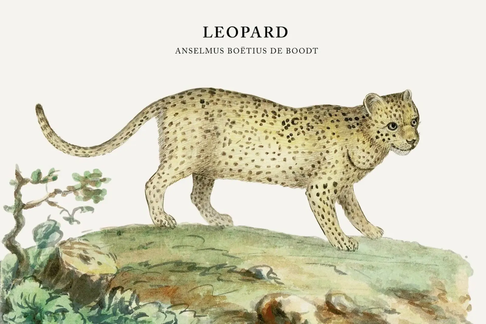 Anselmus Boëtius de Boodt - Leopard poster da Vintage by JUNIQE