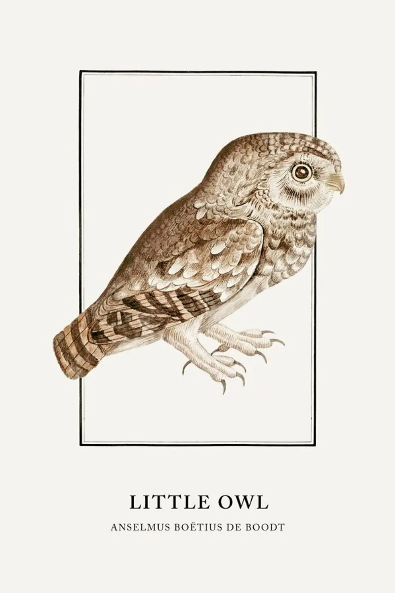 Anselmus Boëtius de Boodt - Little Owl poster con telaio in legno da Vintage by JUNIQE