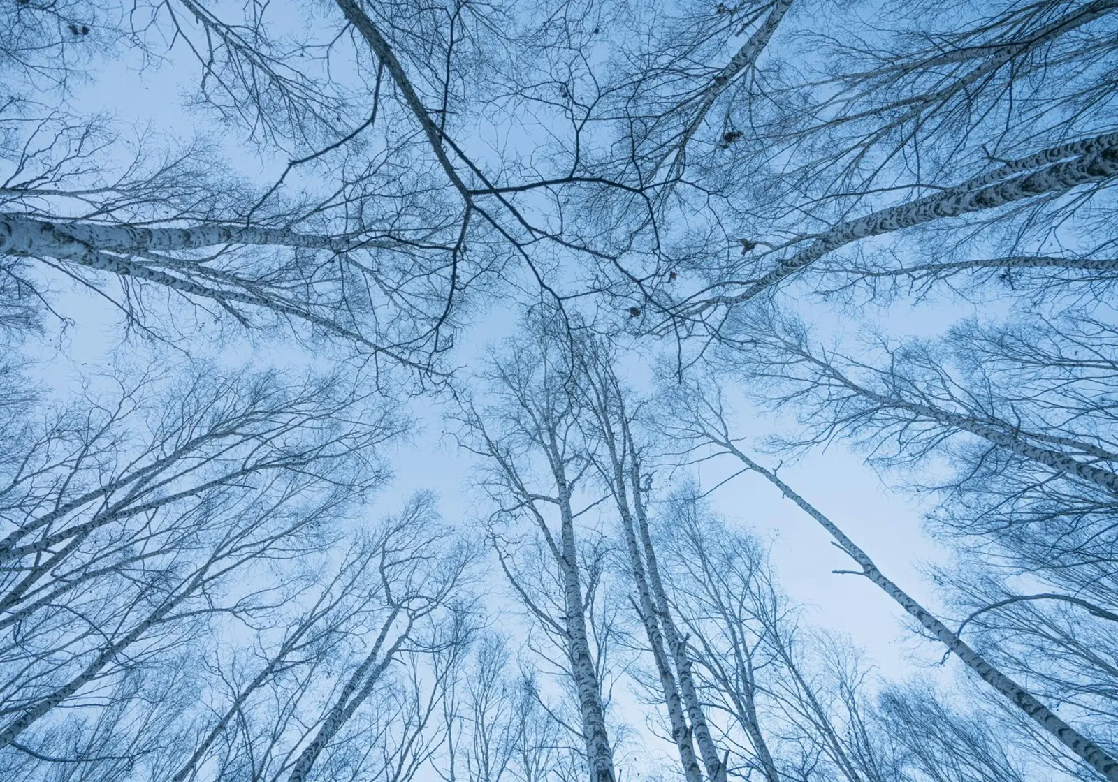 branches sky forest hahnemühle by Bleu