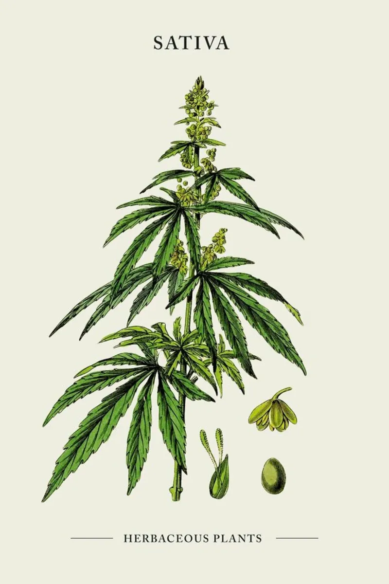 Sativa II pellicola backlit da Studio One