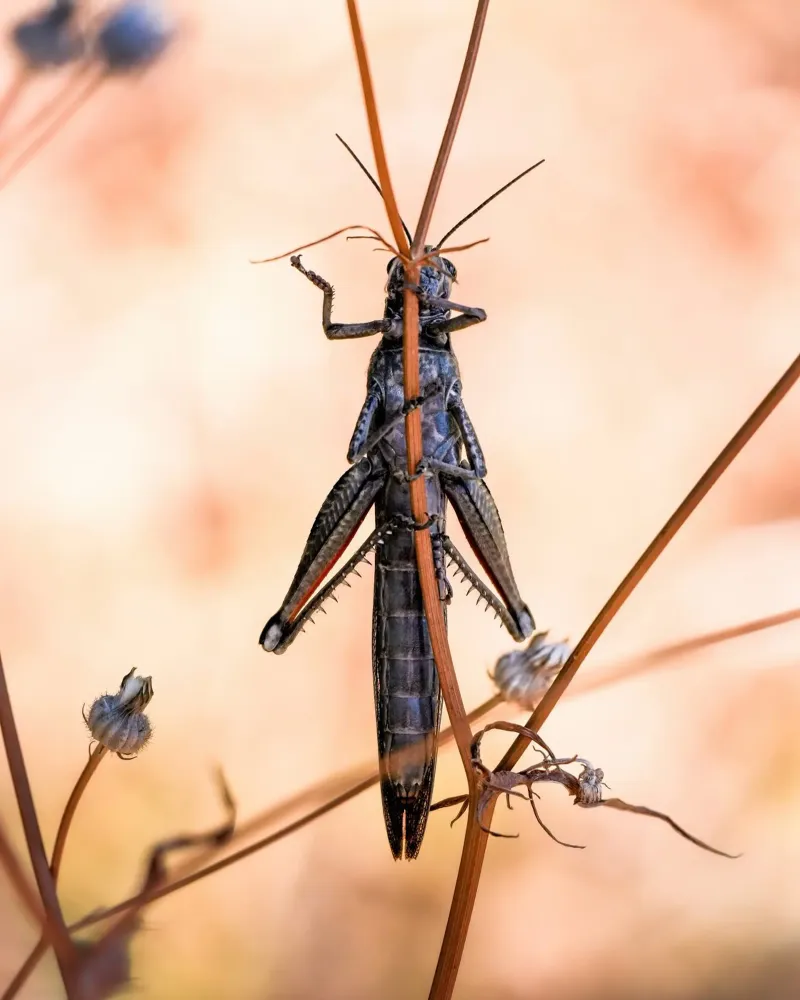 Grasshopper canvas by Tom's Wildlife
