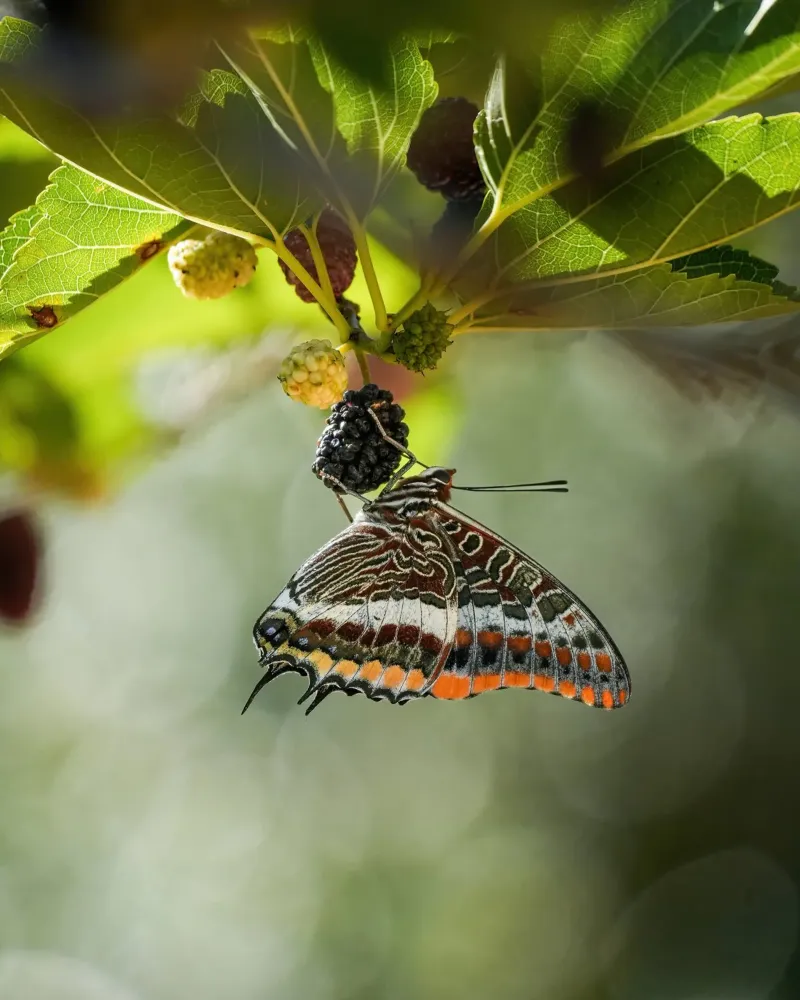 Farfalla pellicola backlit da Tom's Wildlife