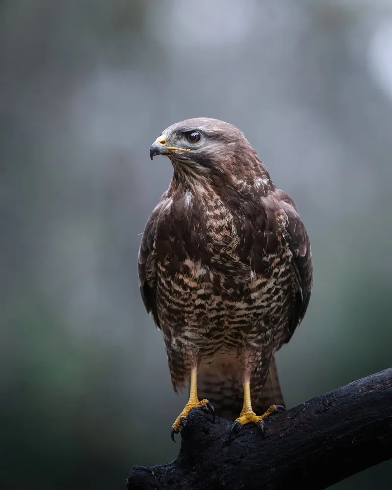 Buizerd hahnemühle van Tom's Wildlife